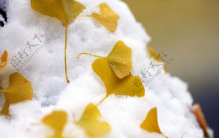 雪上的银杏叶图片