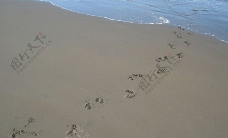 沙滩足迹图片