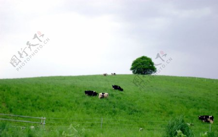绿色草原上的牛图片