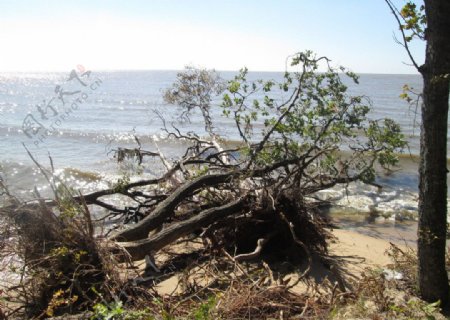 湖边被风刮倒的树图片
