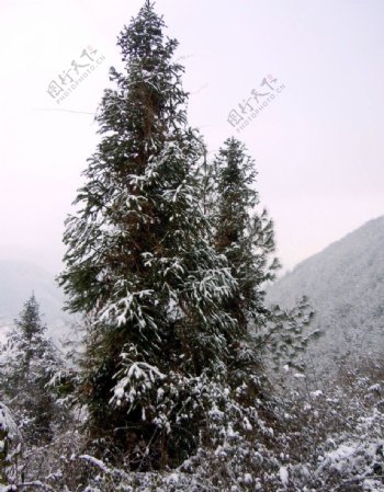 雪中杉树图片