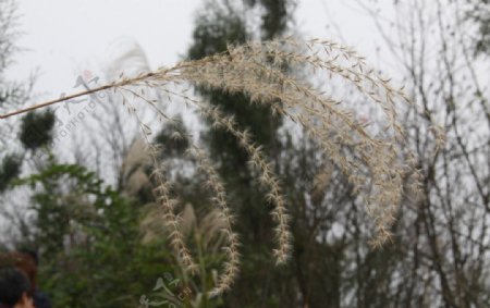 芦苇图片