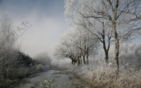 树木冬季图片