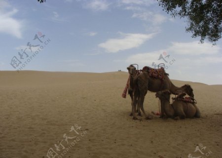 新疆塔克拉玛干沙漠图片