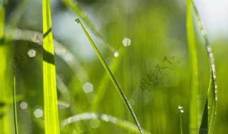 绿色植物图片