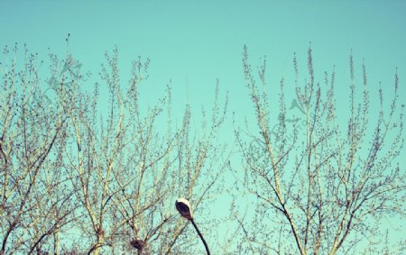 冬天的枝桠图片