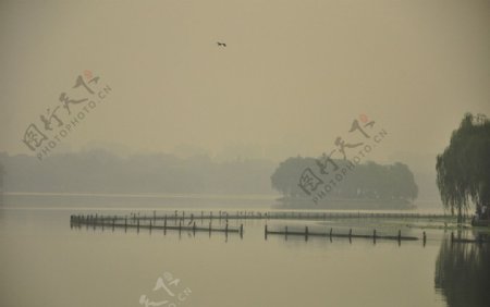 大明湖鸟影图片