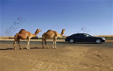 骆驼和迈巴赫图片