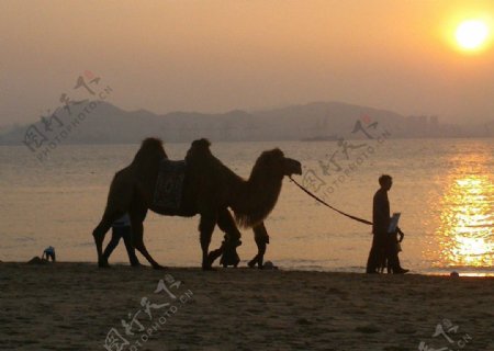 夕阳海边骆驼图片