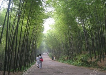 竹林图片