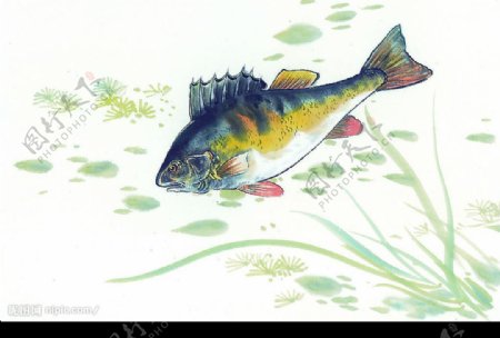 中国画鱼12图片
