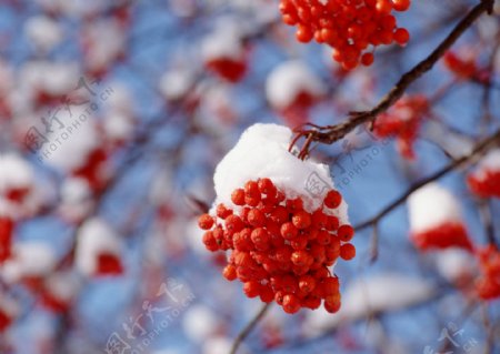 冬季植物红叶图片