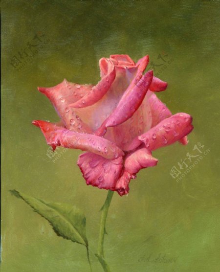 粉玫瑰油画图片