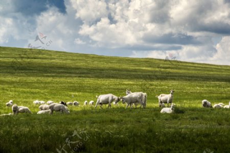 白云下的羊群图片