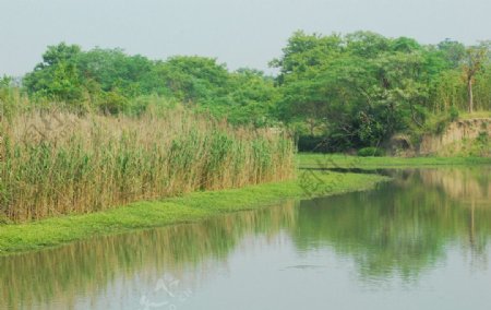 杭州之西溪湿地图片