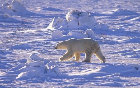 北极自然风光可爱北极熊图片