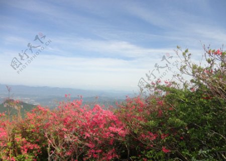 杜鹃花蓝天白云图片