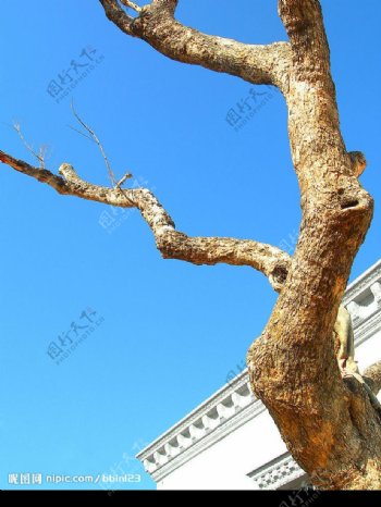白瓦黄树指蓝天图片