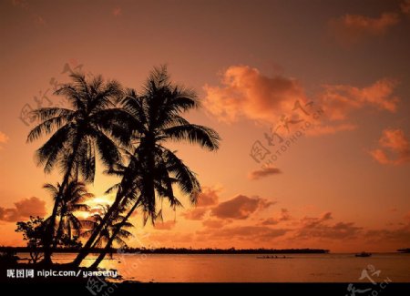 椰林海岸海上日出图片