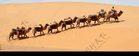 大漠駝鈴图片