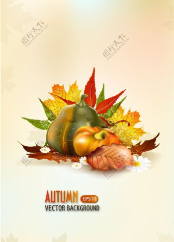 秋天的树叶南瓜背景图片