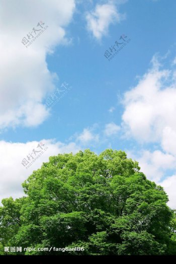 蓝天下的树图片