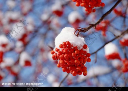 雪中红果图片