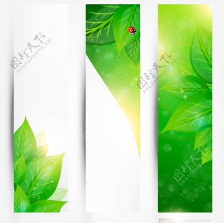 绿叶瓢虫绿色生态环保背景图片