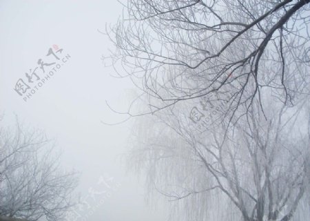 雾凇图片