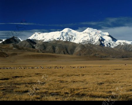 草原和雪山图片