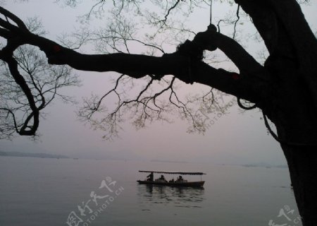 西湖古树游船图片
