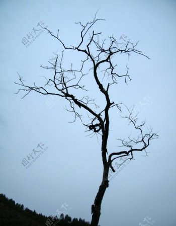 苍劲古树图片
