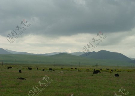 高原牧场图片