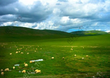 草地牧羊图片