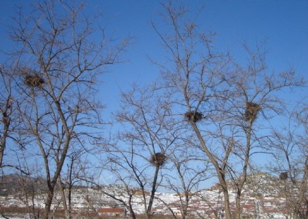 冬日鸟巢图片
