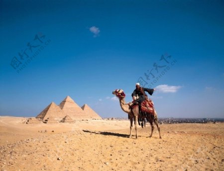 沙漠骆驼金字塔埃及沙子蓝天图片