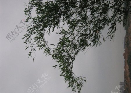 乌云下的摇曳竹子图片