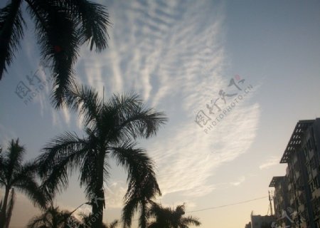 椰树天空图片