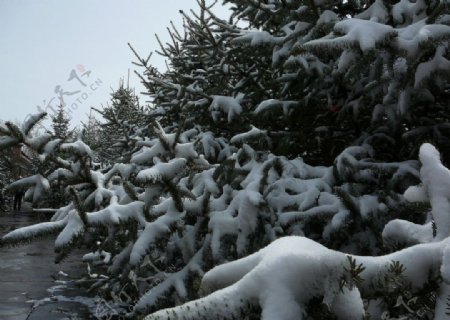 夏日雪景之二图片