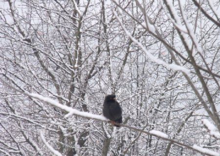 下雪天的鸟儿图片