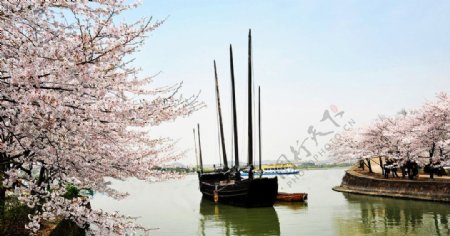 樱花帆船图片