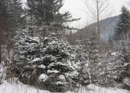 雪乡风景图片