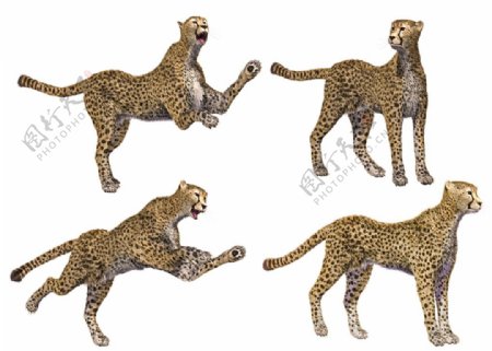 3D豹图片