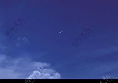 蓝天白云海鸥图片