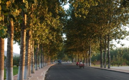 道路公路两侧杨树林图片