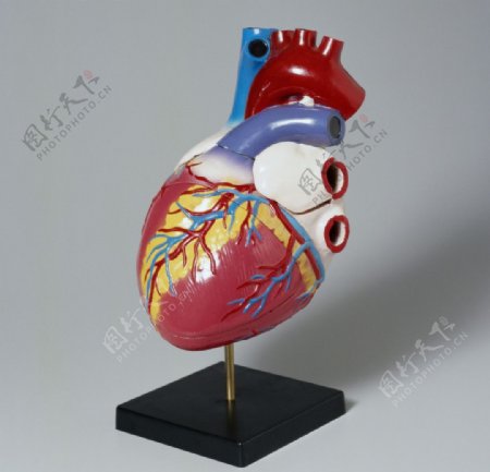 心脏模型图片