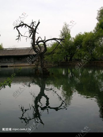 丽江黑龙潭的枯树图片