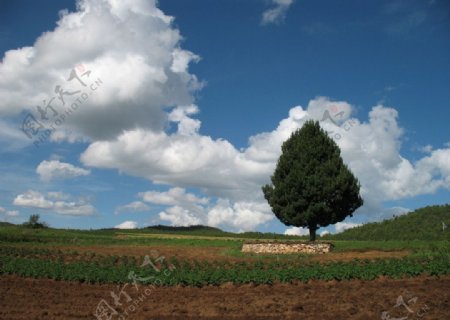 丽江一棵树图片
