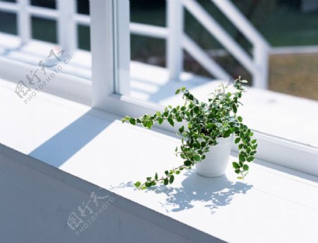 窗台植物图片