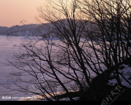 枯树冬天湖边图片